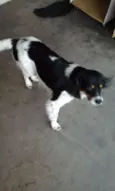 não tem