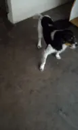 não tem