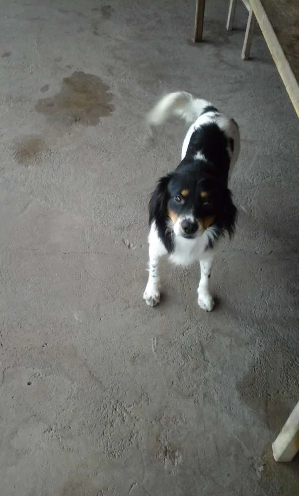 Cachorro ra a viralata idade 2 anos nome não tem