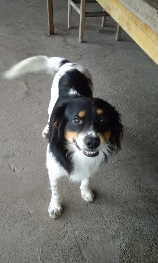 Cachorro ra a viralata idade 2 anos nome não tem