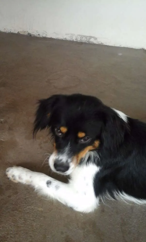 Cachorro ra a viralata idade 2 anos nome não tem