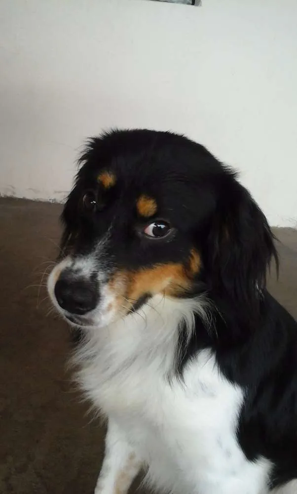 Cachorro ra a viralata idade 2 anos nome não tem