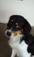 não tem
