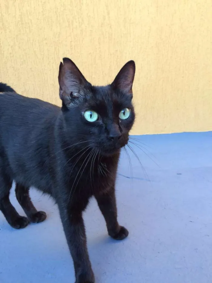 Gato ra a  idade 1 ano nome Ptchula