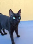 Ptchula