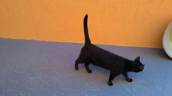 Gato ra a  idade 1 ano nome Ptchula
