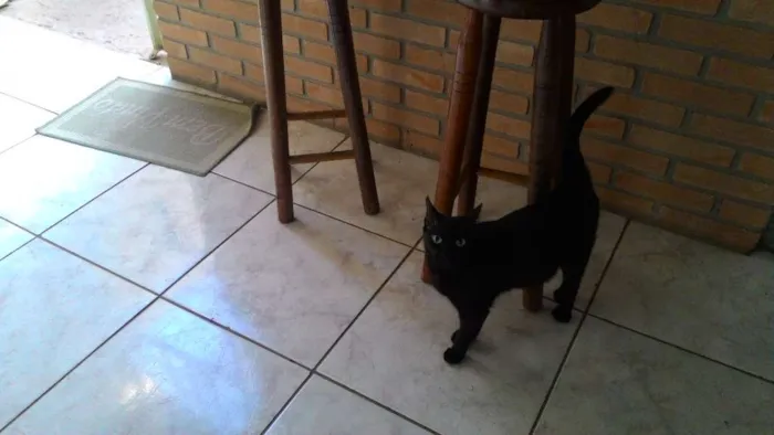 Gato ra a  idade 1 ano nome Ptchula