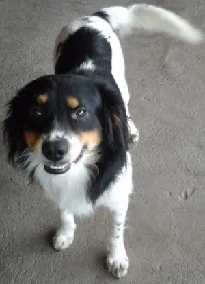 Cachorro raça viralata idade 2 anos nome não tem