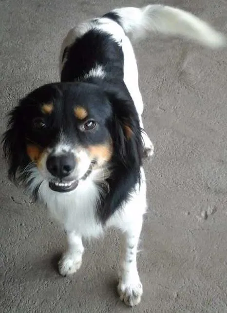 Cachorro ra a viralata idade 2 anos nome não tem
