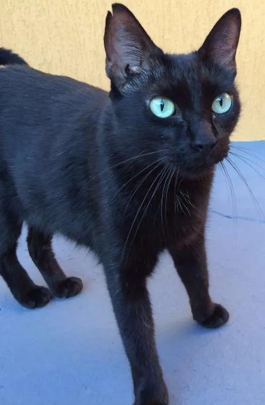Gato ra a  idade 1 ano nome Ptchula