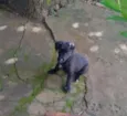 Laila