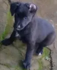 Laila