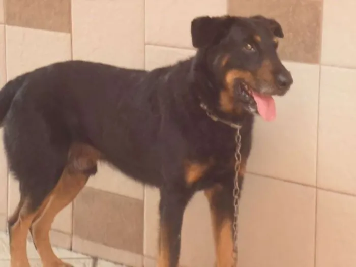 Cachorro ra a Rottweiler idade 3 anos nome Thor