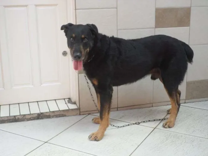 Cachorro ra a Rottweiler idade 3 anos nome Thor