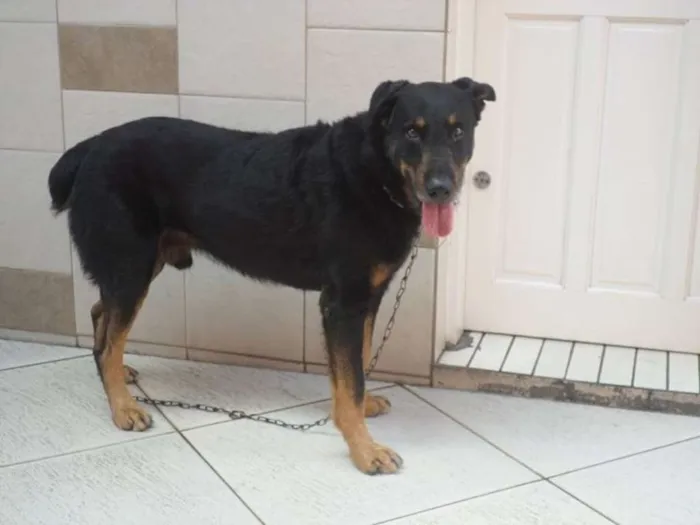 Cachorro ra a Rottweiler idade 3 anos nome Thor