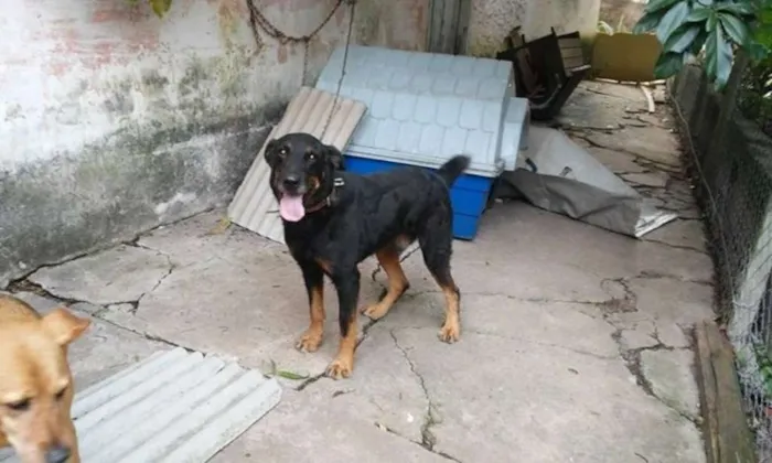 Cachorro ra a Rottweiler idade 3 anos nome Thor