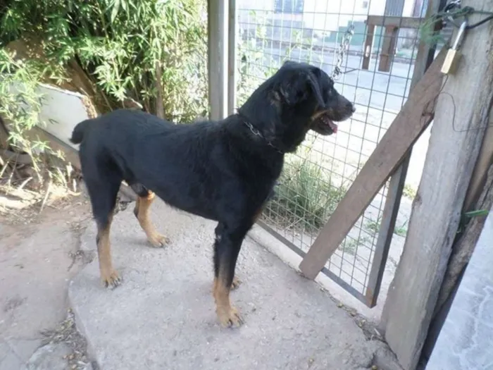 Cachorro ra a Rottweiler idade 3 anos nome Thor