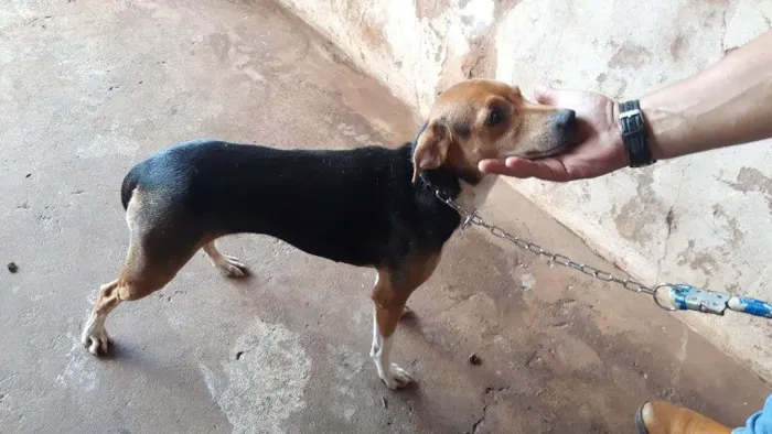 Cachorro ra a Srd idade 2 anos nome Malu