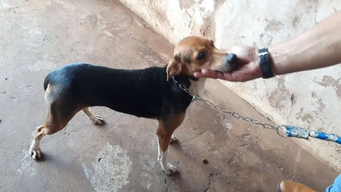 Cachorro ra a Srd idade 2 anos nome Malu