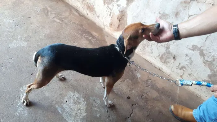 Cachorro ra a Srd idade 2 anos nome Malu