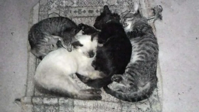 Gato raça Varias idade 2 a 6 meses nome Sem nome