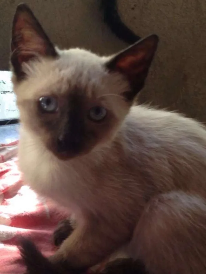 Gato raça Varias idade 2 a 6 meses nome Sem nome