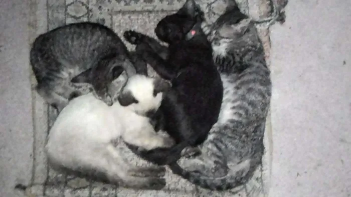 Gato raça Varias idade 2 a 6 meses nome Sem nome