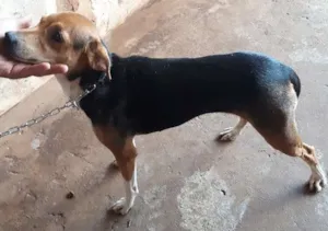 Cachorro raça Srd idade 2 anos nome Malu