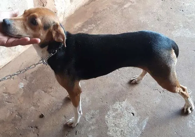 Cachorro ra a Srd idade 2 anos nome Malu