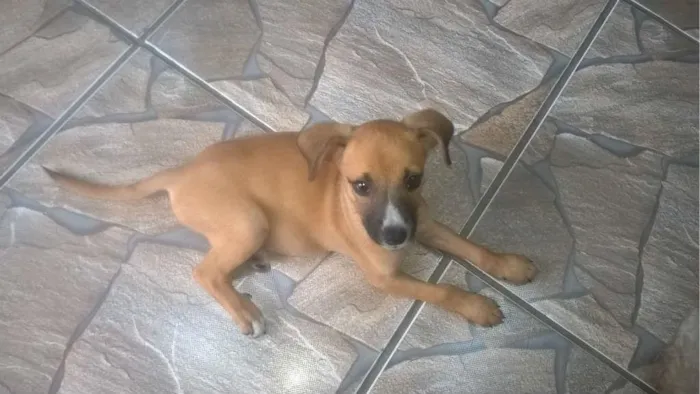 Cachorro ra a vira lata idade 2 a 6 meses nome Luna