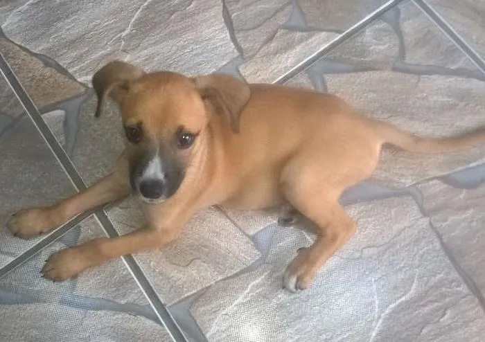 Cachorro ra a vira lata idade 2 a 6 meses nome Luna