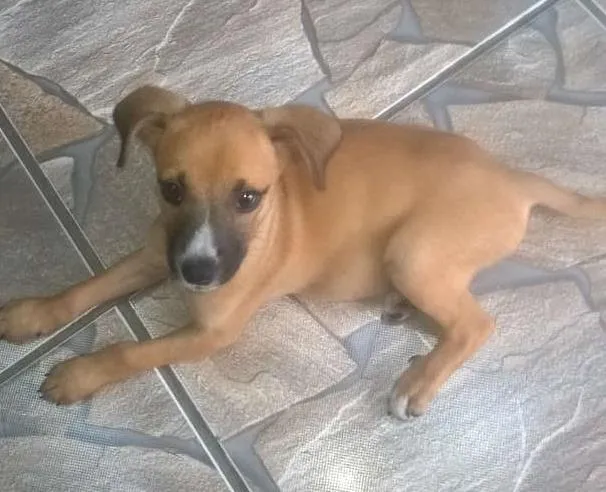 Cachorro ra a vira lata idade 2 a 6 meses nome Luna