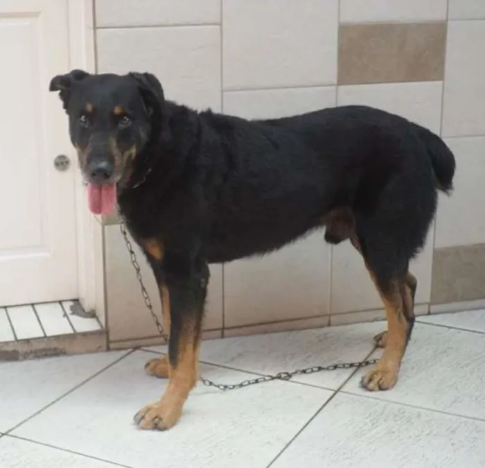 Cachorro ra a Rottweiler idade 3 anos nome Thor