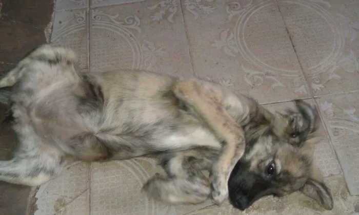 Cachorro raça Vira lata idade 2 a 6 meses nome Jade