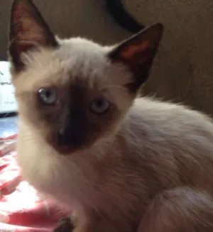 Gato raça Varias idade 2 a 6 meses nome Sem nome