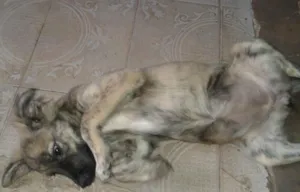 Cachorro raça Vira lata idade 2 a 6 meses nome Jade