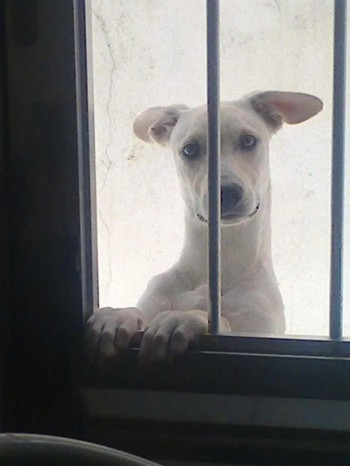 Cachorro ra a SRD idade 7 a 11 meses nome Julie