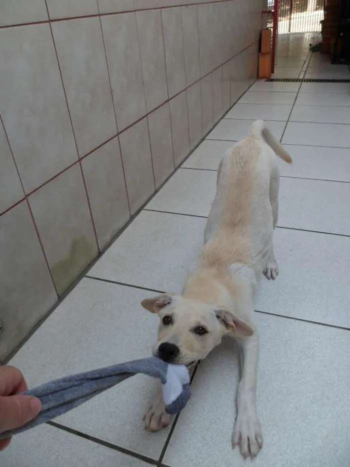 Cachorro ra a SRD idade 7 a 11 meses nome Julie