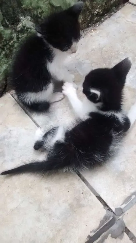 Gato ra a SRD idade Abaixo de 2 meses nome sem nome 