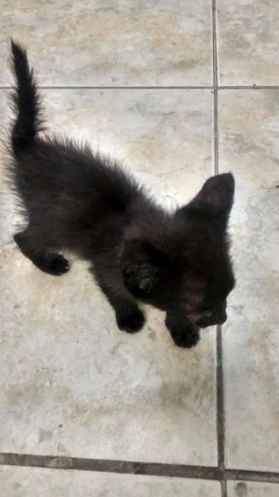 Gato ra a SRD idade Abaixo de 2 meses nome sem nome 