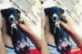 Branca, Preto, Urso
