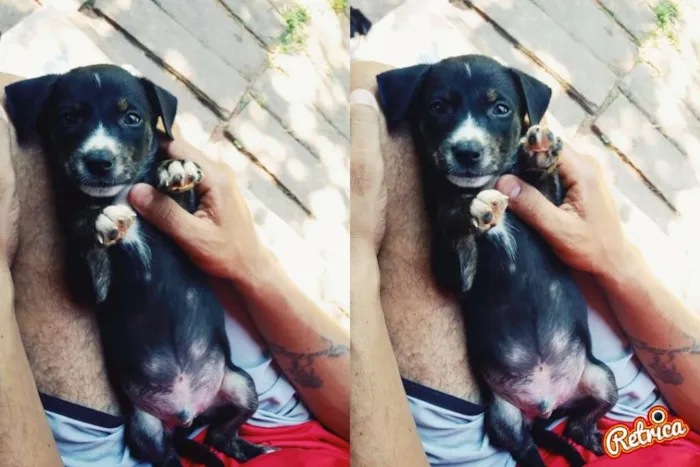 Cachorro ra a Mista idade 2 a 6 meses nome Branca, Preto, Urso