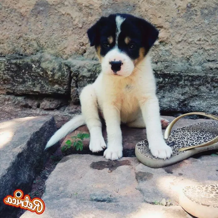 Cachorro ra a Mista idade 2 a 6 meses nome Branca, Preto, Urso