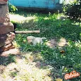 Branca, Preto, Urso