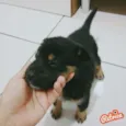 Branca, Preto, Urso