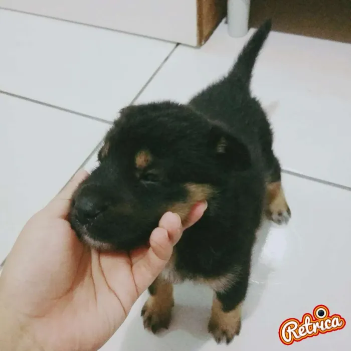 Cachorro ra a Mista idade 2 a 6 meses nome Branca, Preto, Urso