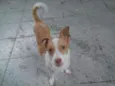Vick