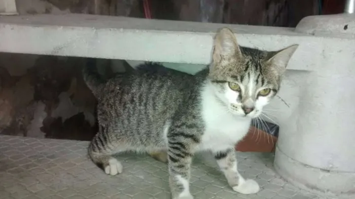 Gato ra a SRD idade 2 a 6 meses nome Luar