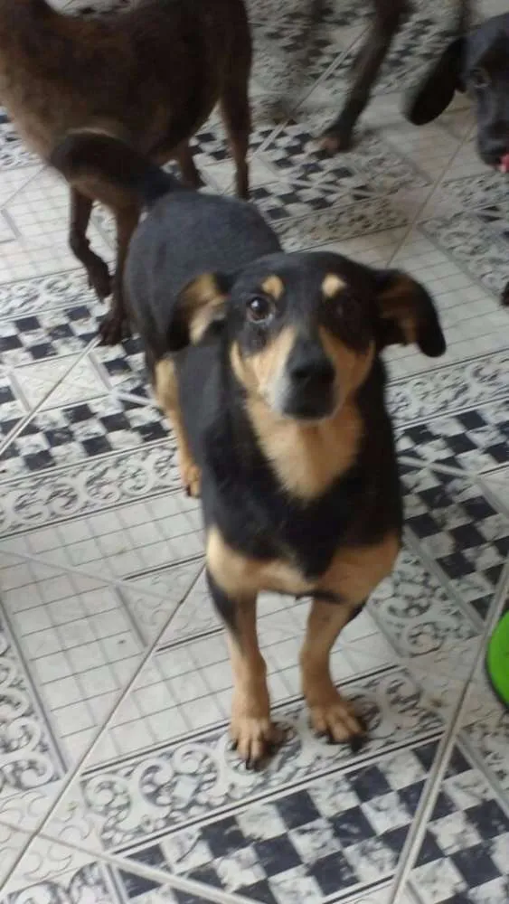 Cachorro ra a SRD idade 5 anos nome Bobbi