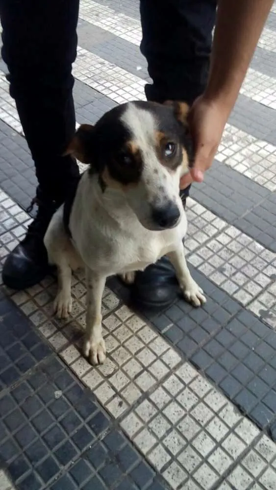Cachorro ra a SRD idade 7 a 11 meses nome Pìntadinha